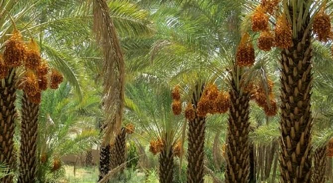 روستای هاشم‌آباد؛ در معرض کم‌آبی 
