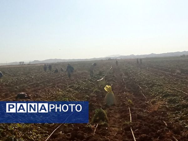 برداشت چغندر قند از مزارع دشت گل آغاز شد