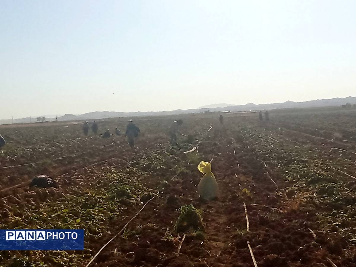 برداشت چغندر قند از مزارع دشت گل آغاز شد
