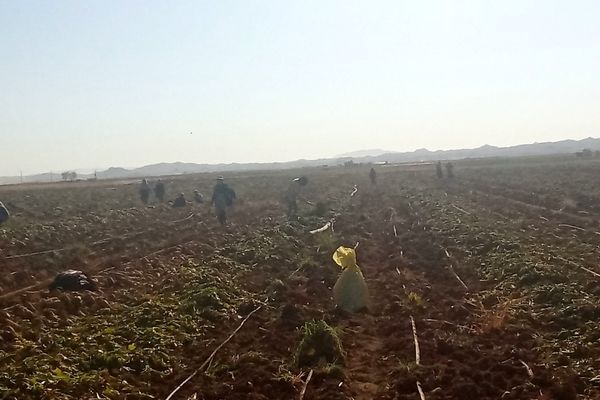 برداشت چغندر قند از مزارع دشت گل آغاز شد