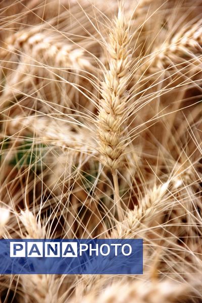 آغاز برداشت گندم در شهرستان ارومیه