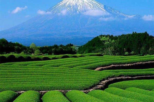  باغات چای رها شده با پرداخت تسهیلات احیا می‌شوند