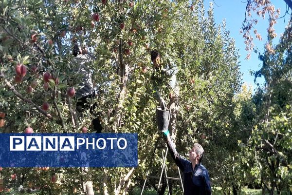 فصل برداشت میوه های پاییزی در شهر زیبای بار نیشابور.