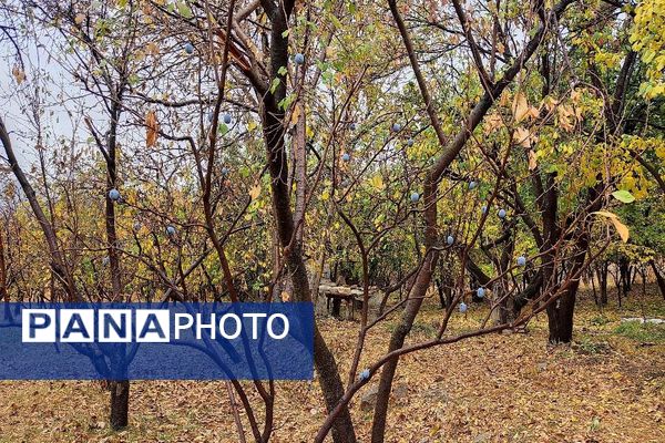 اولین باران پاییزی قابی شفاف از پاییز  رنگارنگ را در شهر زیبای بار رقم زد