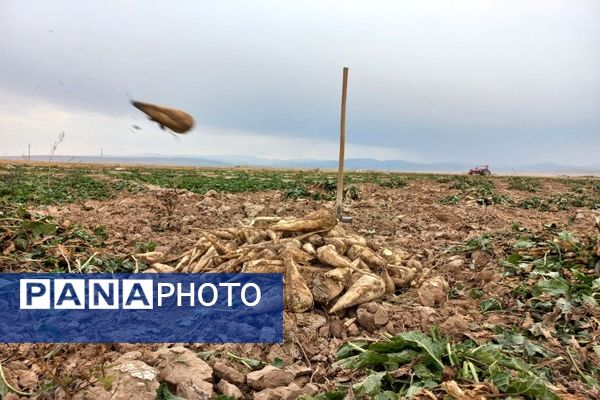 برداشت چغندرقند در روستای مفرنقا