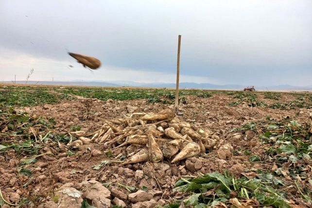 برداشت چغندرقند در روستای مفرنقا