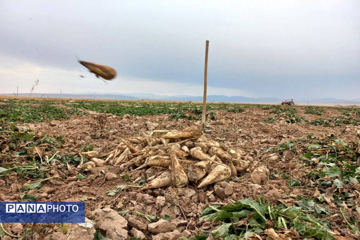 برداشت چغندرقند در روستای مفرنقا