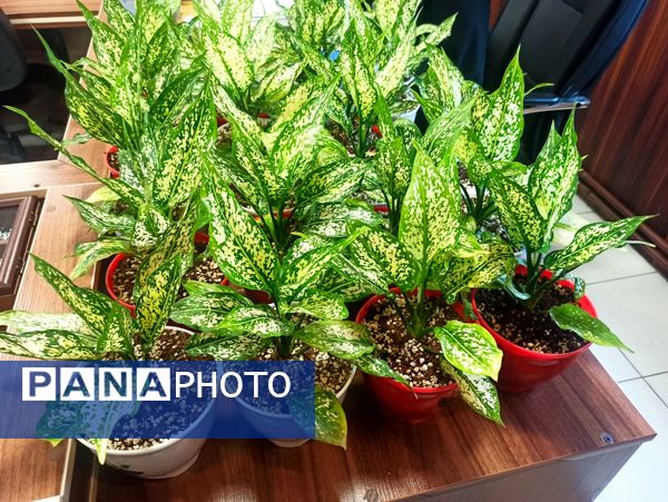 مراسم تقدیر از رابطین امور بانوان مدارس ناحیه یک شهرری