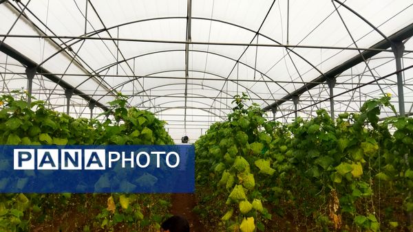 بازدید از گلخانه نمونه خسروشاه در هفته بسیج