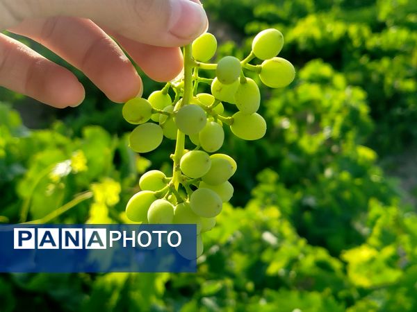 گزکوه، قطب انگور خراسان شمالی 