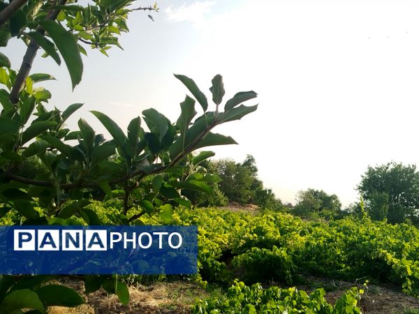 گزکوه، قطب انگور خراسان شمالی 