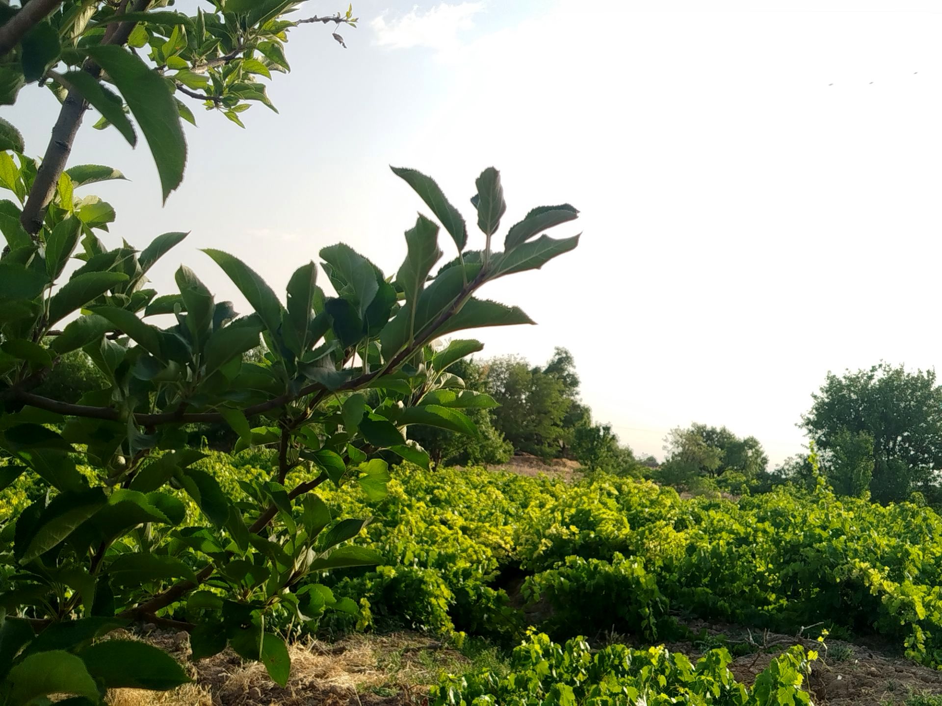 گزکوه، قطب انگور خراسان شمالی 