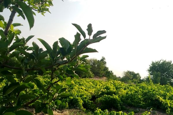 گزکوه، قطب انگور خراسان شمالی 