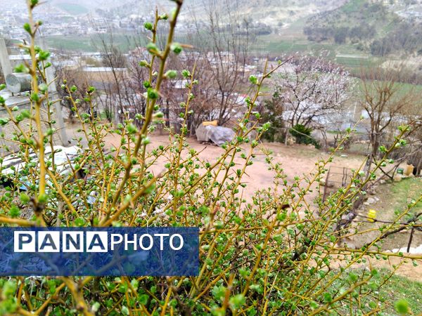  فصل بهار در میانکوه