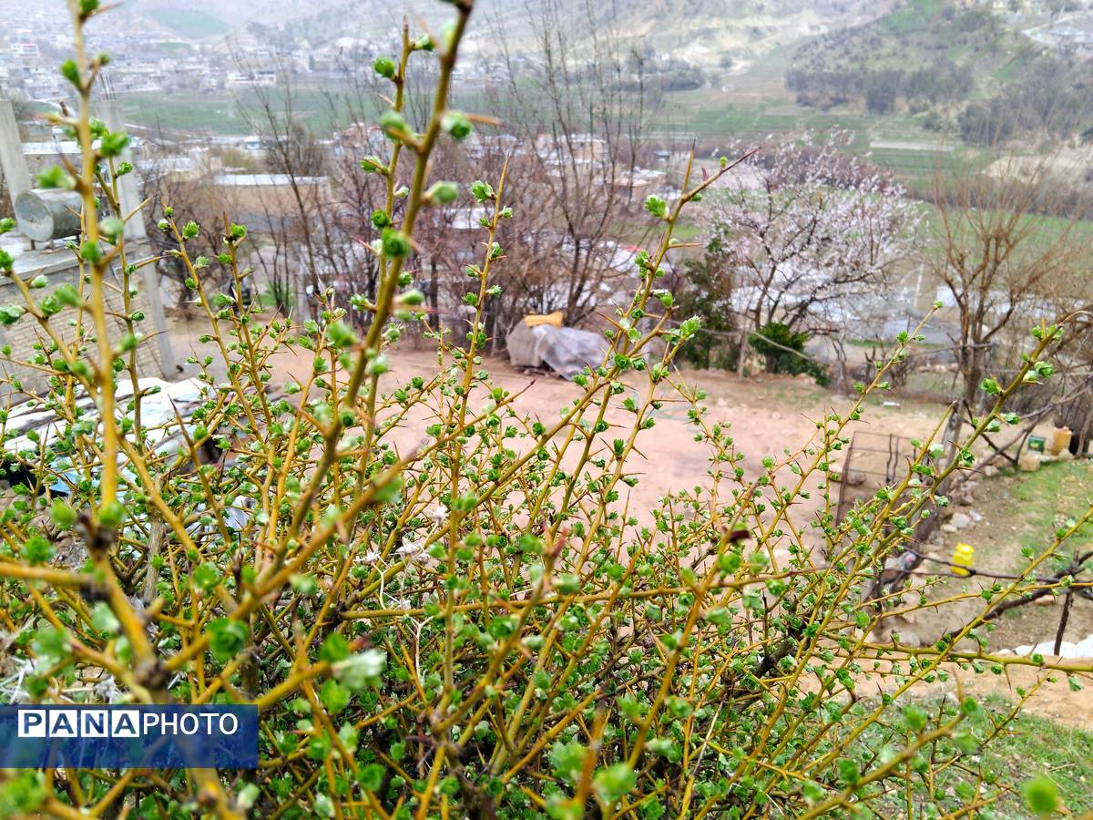  فصل بهار در میانکوه