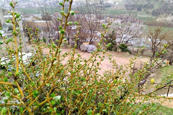  فصل بهار در میانکوه