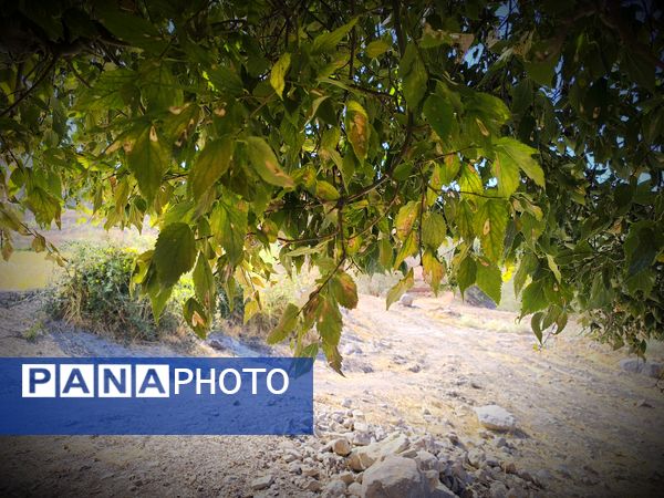 قاب‌های ماندگار از برداشت برنج در منطقه میانکوه 
