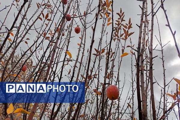 اولین باران پاییزی قابی شفاف از پاییز  رنگارنگ را در شهر زیبای بار رقم زد