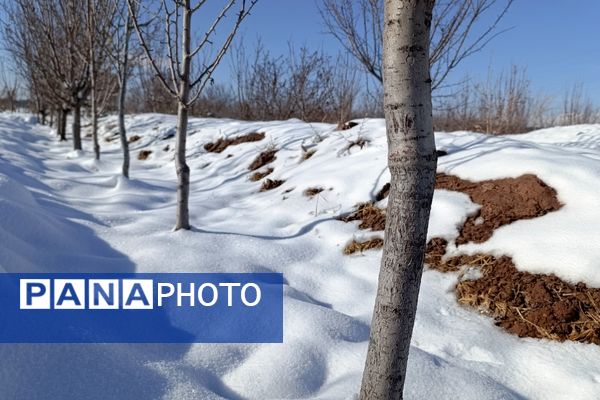 منظره زیبای برف پاییزی در باغات شهرستان نیشابور 