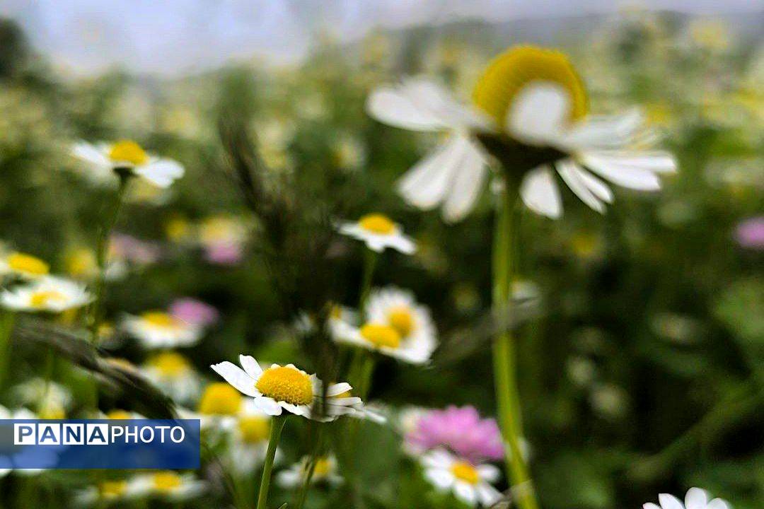 مسن و سرتنگ روستاهایی در دل طبیعت خانمیرزا