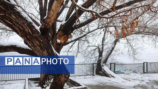 برف بی‌پایان، شهرستان بن را در آغوش سپیدی برد
