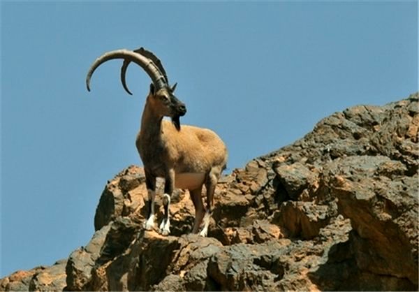 تفنگ‌هایی که سکوت کوهستان را می‌شکنند