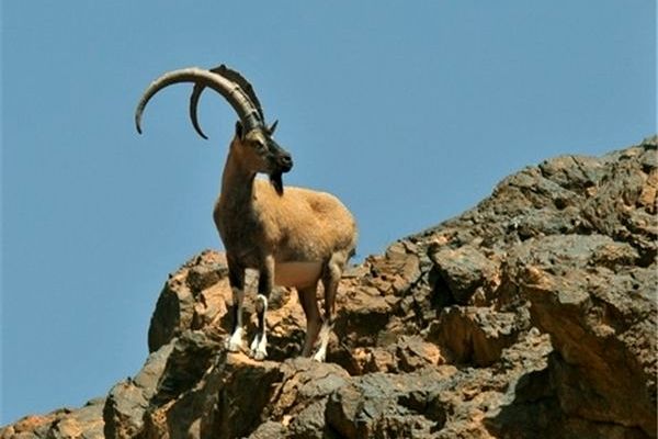 تفنگ‌هایی که سکوت کوهستان را می‌شکنند