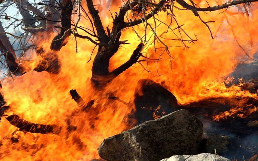 بیش از 2 هزار هکتار از مراتع و جنگل‌های استان لرستان طعمه حریق شده است