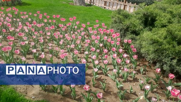 جلوه‌گری رنگ‌ها در دل بهار در یازدهمین جشنواره لاله‌ها در پارک چمران کرج