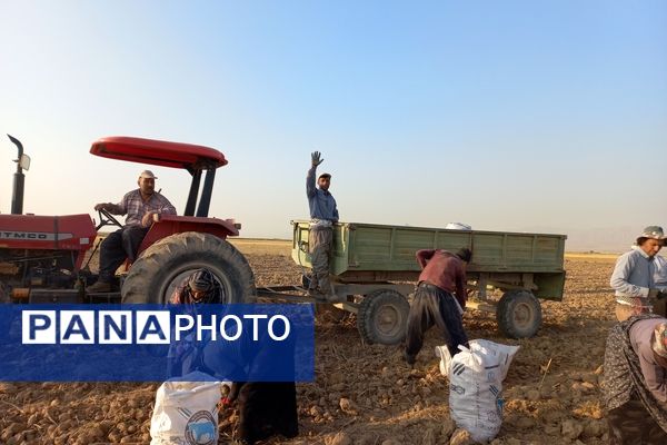 برداشت محصول سیب زمینی در روستای داغیان