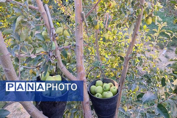 فصل برداشت میوه های پاییزی در شهر زیبای بار نیشابور.