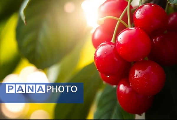 برداشت گیلاس در آذربایجان شرقی