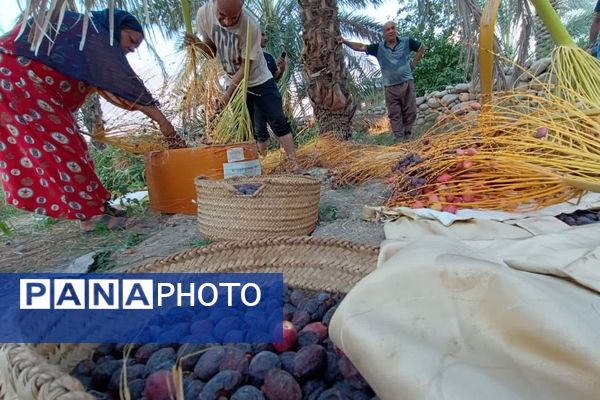 برداشت خرما در شهر رویدر 