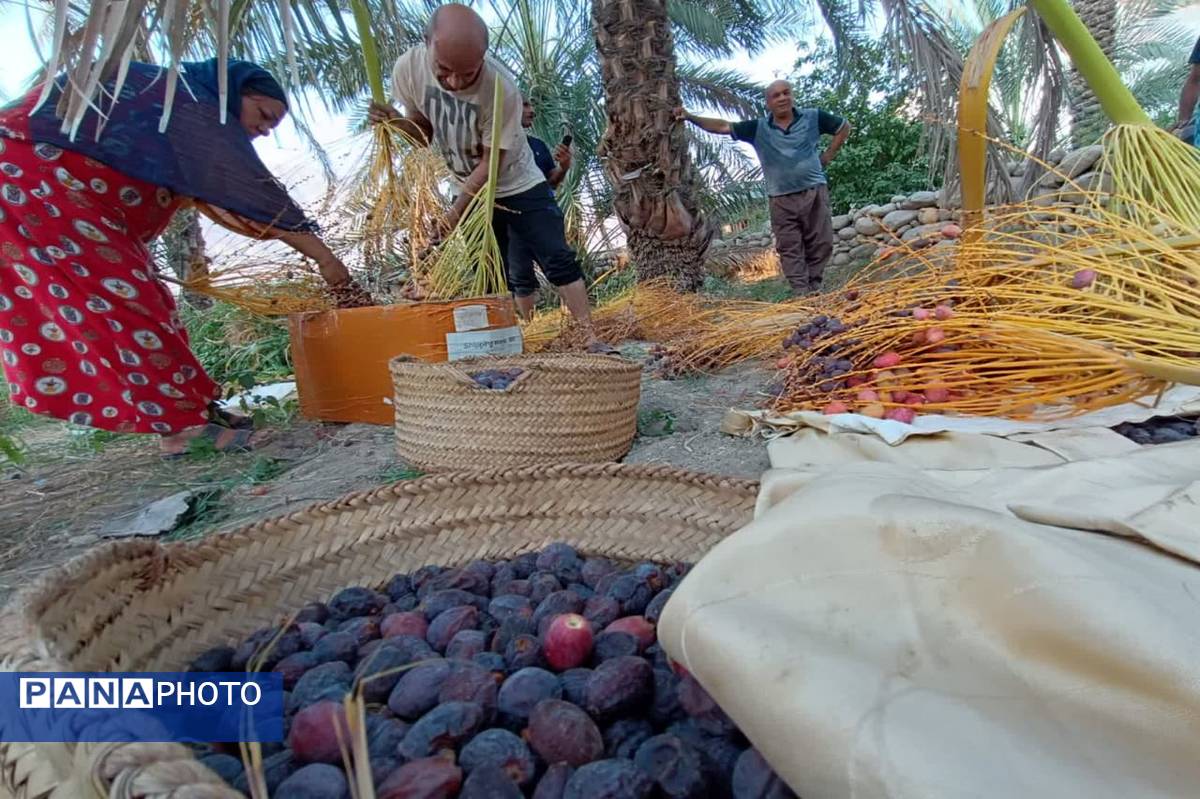 برداشت خرما در شهر رویدر 