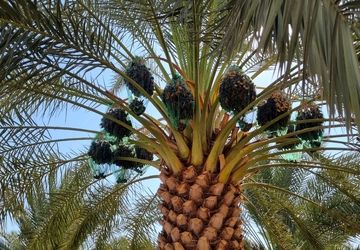 گزارش پانا از مسیر برداشت تا عرضه «طلای قهوه‌ای جنوب»