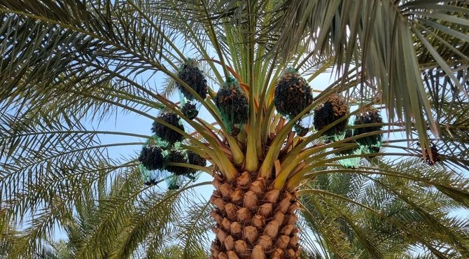 گزارش پانا از مسیر برداشت تا عرضه «طلای قهوه‌ای جنوب»