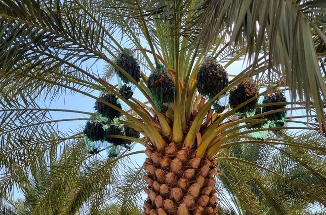 گزارش پانا از مسیر برداشت تا عرضه «طلای قهوه‌ای جنوب»