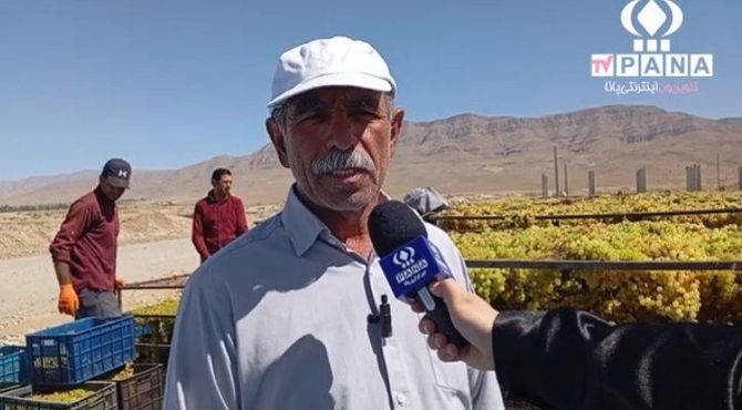 ضرر تاکداران بخش خبوشان به علت سرمازدگی