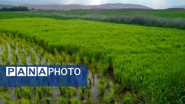 برنج‌کاری در لردگان؛ نماد زندگی و فرهنگ محلی