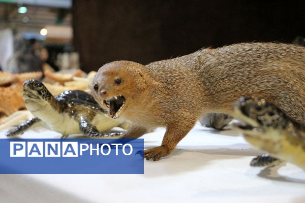 پانزدهمین نمایشگاه ملی صنایع‌دستی در کرمانشاه