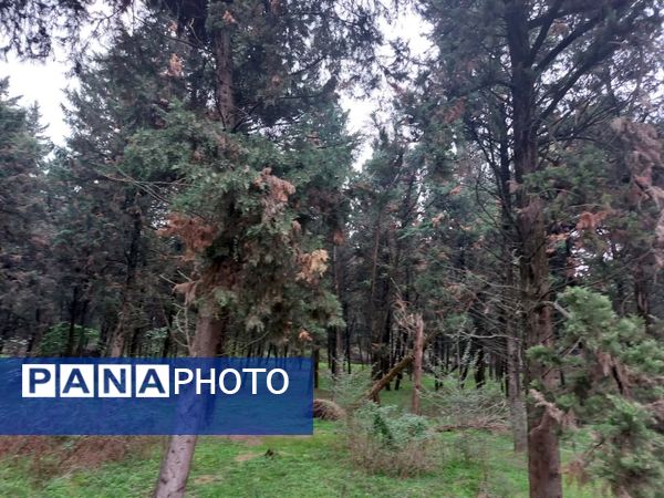 کردکوی، سرسبزترین شهرستان گلستان