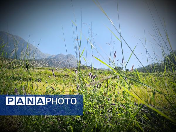 قاب‌های ماندگار از برداشت برنج در منطقه میانکوه 
