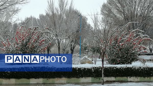 بروجن در پوشش سفیدی برف