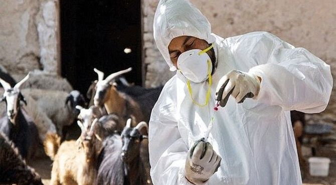 بیش از ۵ میلیون و ۳۰۰ هزار دُز واکسن تب برفکی وارد شد