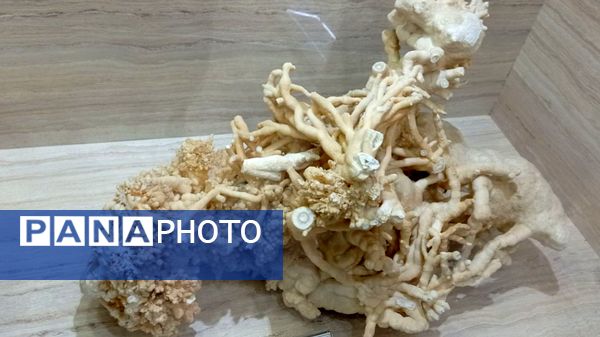 بازدید مدرسه ساره از پارک موزه علوم زمین