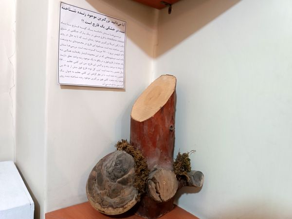 گام خبرنگاران در مسیر تنوع زیستی