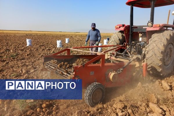 برداشت محصول سیب زمینی در روستای داغیان