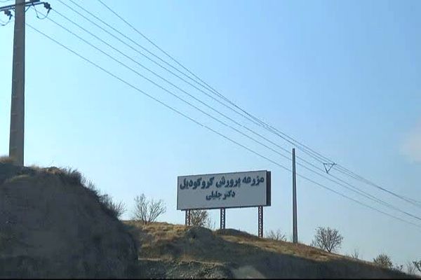مزرعه کروکودیل ملایر: از قصه‌های ناگفته دل کویر تا سرچشمه ثروت سبز و توسعه پایدار