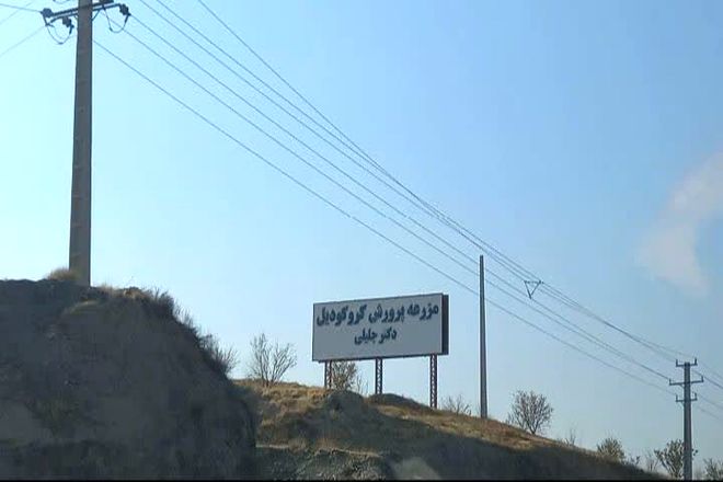 مزرعه کروکودیل ملایر: از قصه‌های ناگفته دل کویر تا سرچشمه ثروت سبز و توسعه پایدار