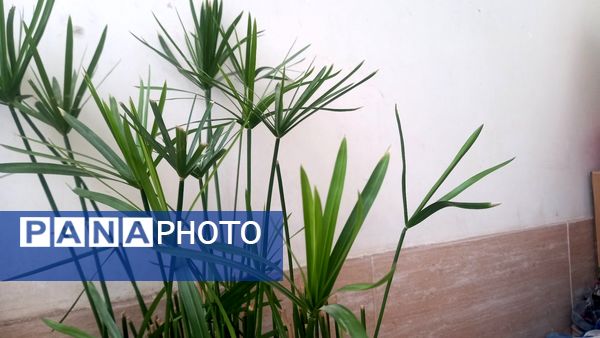 بارش  باران پاییزی در نیشابور